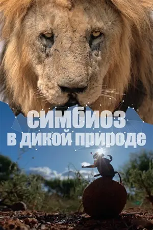 Симбиоз в дикой природе постер
